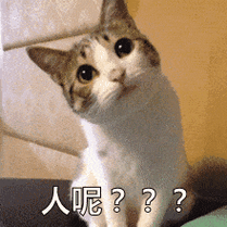 人呢猫歪头卖萌gif动图_动态图_表情包下载_soogif