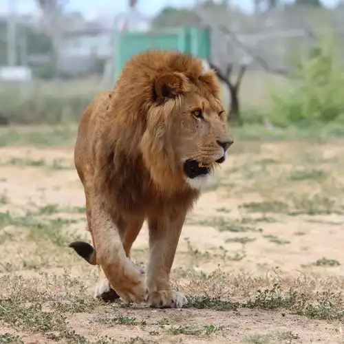 狮子,关闭了雄性狮子在草地上的图片