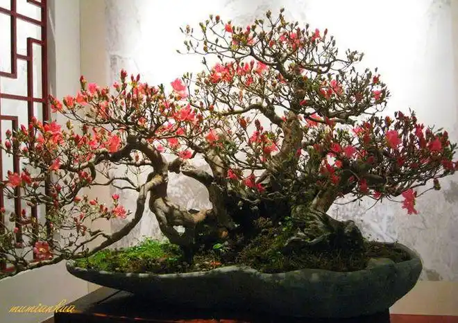 养木棉花别烦养不好其实并不复杂只要按方法去做就能养好它