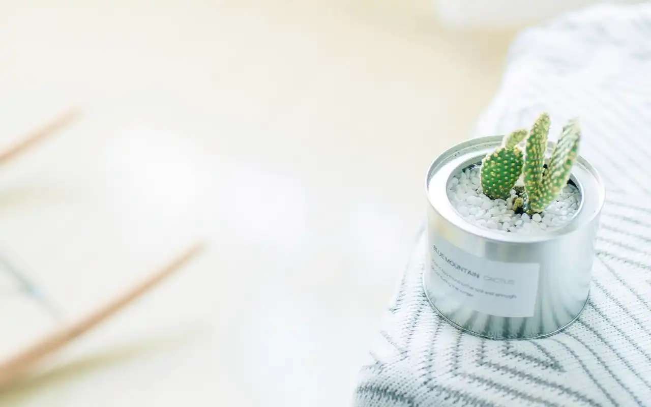 小清新治愈系静物高清唯美壁纸