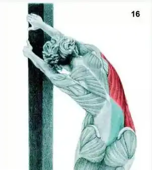 16,阔背肌伸展(墙壁辅助)锻炼部位:背阔肌15,阔背肌伸展脊柱牵引锻炼