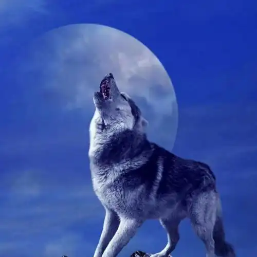 我是一匹来自北方的狼【印象声音】 - 蓝色深雪 唱吧,听见歌声遇见你