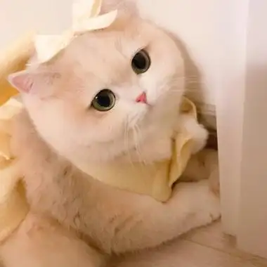 超萌小奶猫头像图片