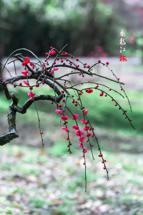 暗香疏影垂枝梅