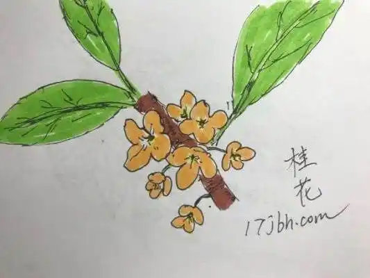 桂花树简笔画 桂花树简笔画图片
