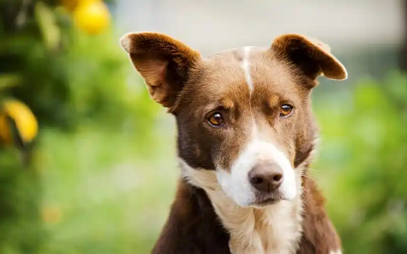 可爱萌宠汪星人憨厚的小狗图片电脑桌面壁纸