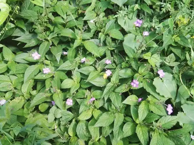 lindau】,爵床科白接骨属,多年生草本.