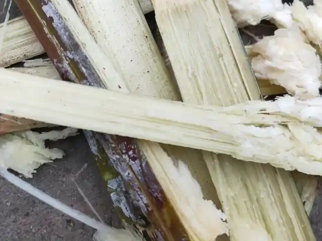 剩余的甘蔗渣,别急着扔掉,用来养兰花,好处多多!|君子兰|花友_网易订