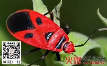 黑背 边上黑白红花纹 .2cm长