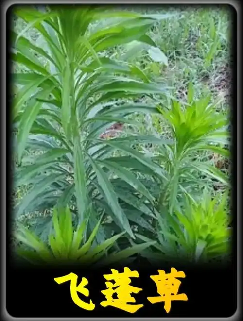 飞蓬草:生命力顽强的宝藏植物