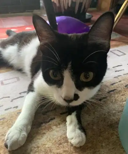 黑白色一岁猫咪求爱喵人领养