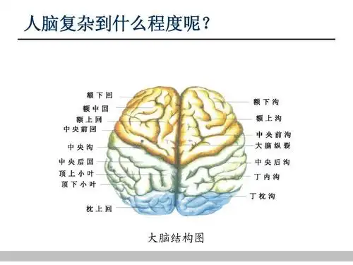 大脑结构图