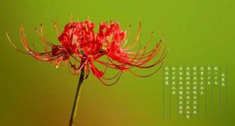 彼岸花开彼岸花,奈何桥上叹奈何这首诗是什么意思呀?