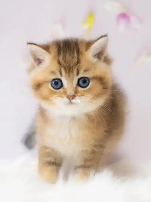 25色金渐层猫咪1000元