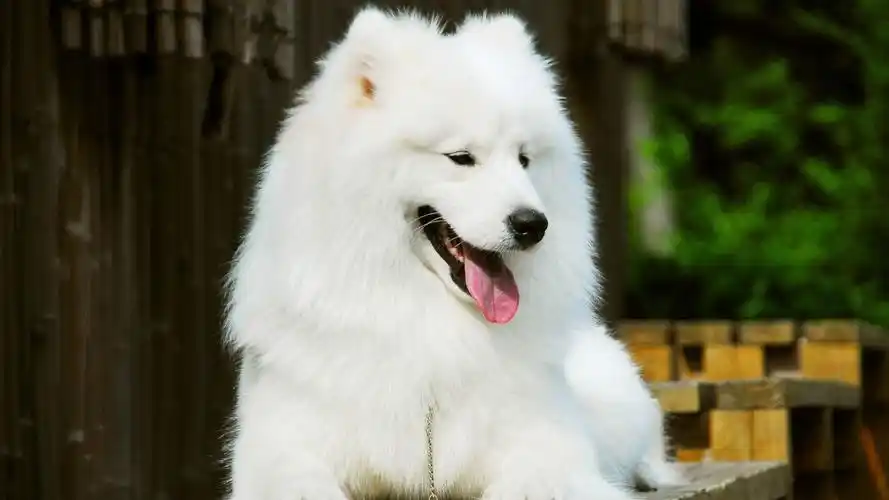 动物,萨摩,木板,乖巧可爱的萨摩耶犬壁纸