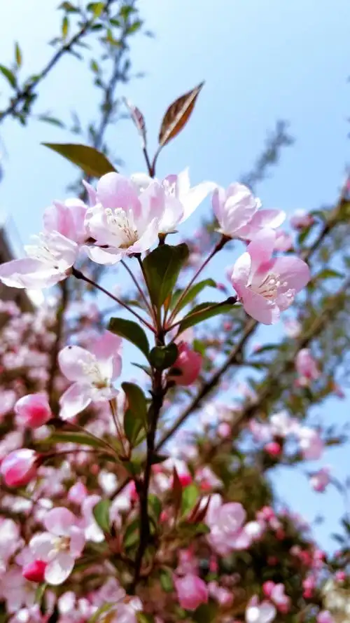 风景,花草,蓝天,白云.我的小视界.