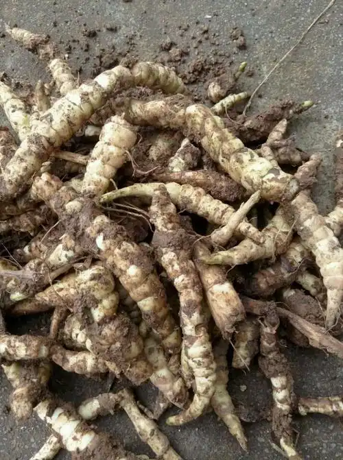  追答 这就是地笋