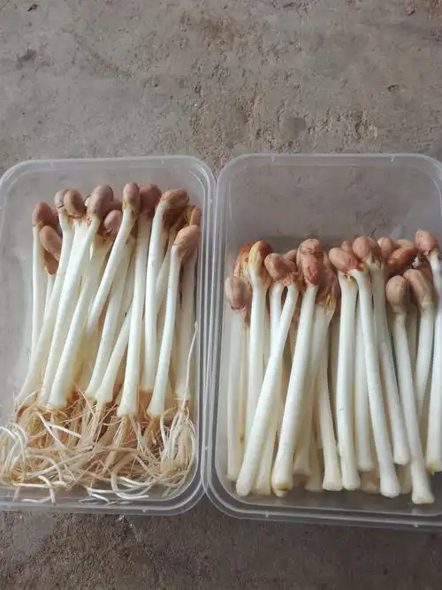 花生芽 袋装 温室