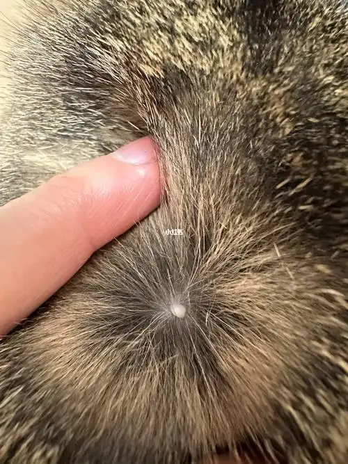 猫猫脖子上长了个白色的肉疙瘩