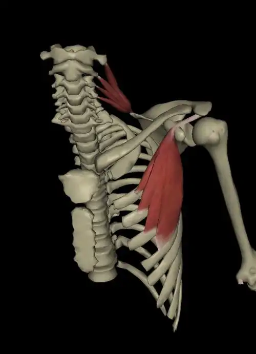 学习笔记肩胛提肌的辅助呼吸功能