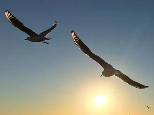 居延海日出下展翅飞翔的海鸥