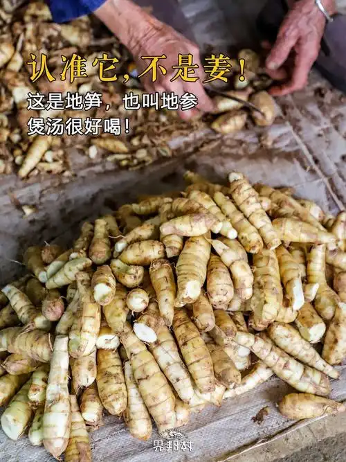 看到地笋别错过买回家煲乌鸡汤做法简单鲜甜好喝有营养