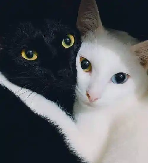 看看各种类型的猫情侣吧_猫咪_单身汉_生活