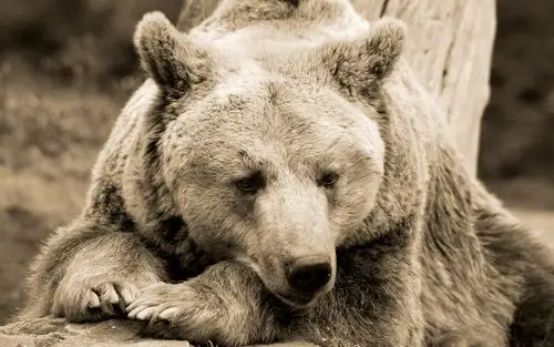 可爱动物萌宠精选高清电脑桌面壁纸图片下载