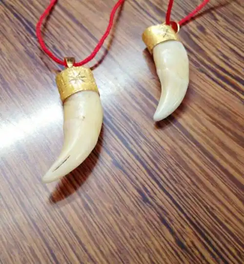 如何鉴定真虎牙?(老虎的虎牙) - 知乎