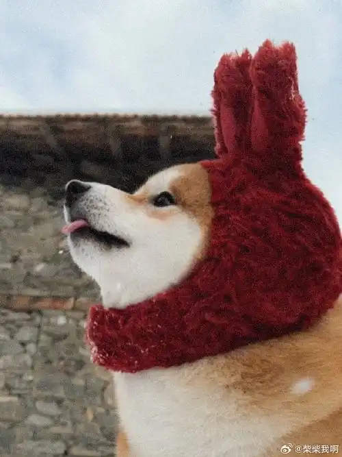 柴犬##柴犬萌照分享##柴犬表情包##小狗头像