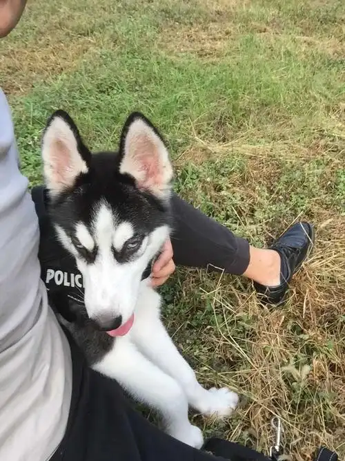 我的哈士奇长大了脸型会怎么样