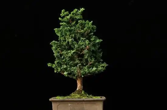 石化桧盆景的养护方法