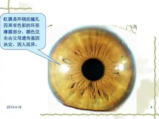 虹膜基础培训ppt