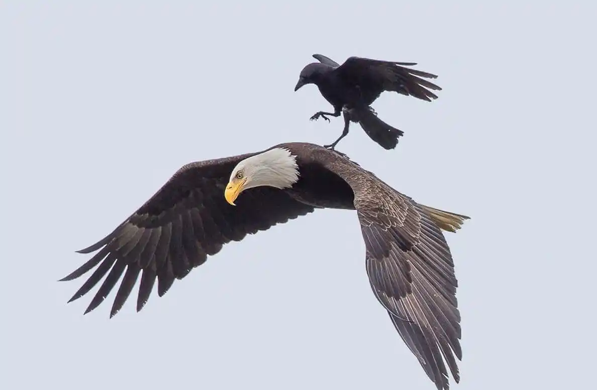智商仅次人类的动物不仅老鹰口中抢食还群殴简直是空中平头哥