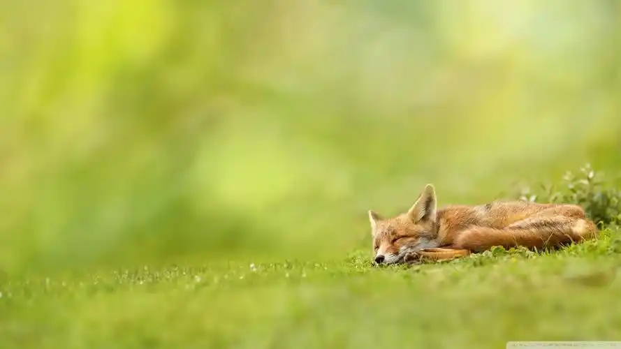 狐狸动物古灵精怪狐狸野生动物萌宠动物壁纸