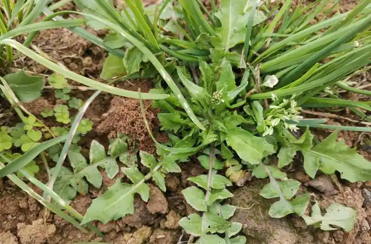 开春挖荠菜strong/p p荠菜/strong,送你荠菜大图片,教你