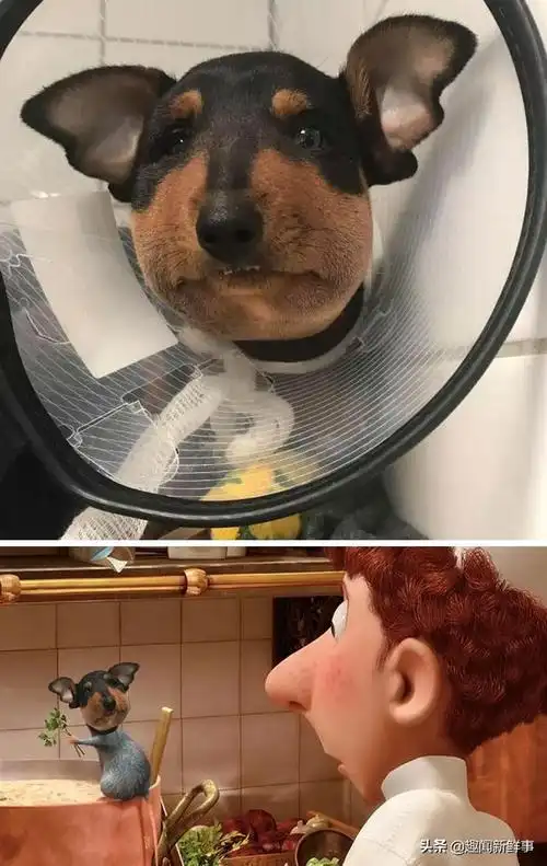 恶搞p图(恶搞p图生成器)-生活常识-江湖救急网