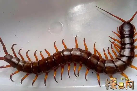 世界上最大的蜈蚣