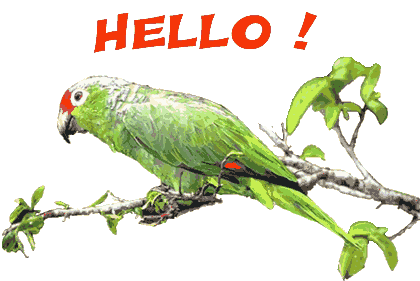 还有"鹦鹉学舌"这一成语,鹦鹉又是如何学舌的呢?