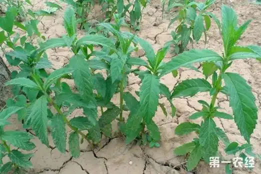 地笋是药还是菜地笋怎么繁殖