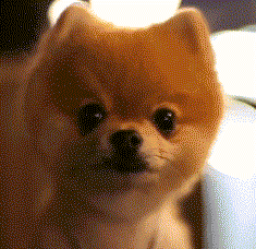 博美狗歪头萌gif动图_动态图_表情包下载_soogif