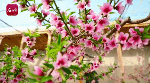 坐等新疆赏花季:南赏桃花俏北闻杏花香