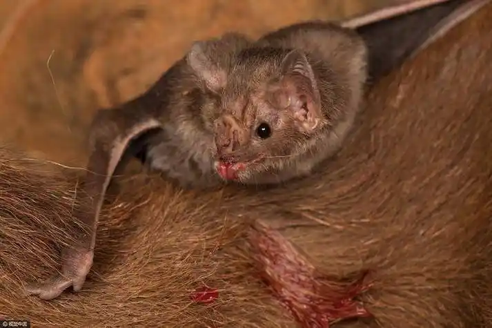 70万巨型蝙蝠闯进市区,翼展可达2米!"病毒之王"蝙蝠会吸血吗?