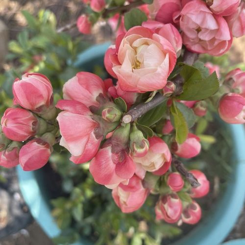 雪之辉海棠日本新品种海棠原生扦插两年壮苗 复瓣渐变色海棠