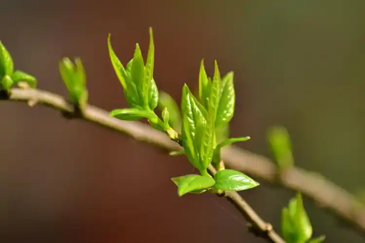 捕捉春天的足迹