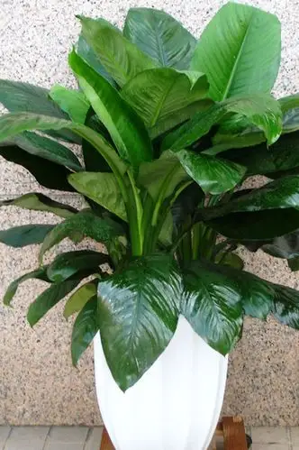 室内盆栽绿巨人的养殖方法