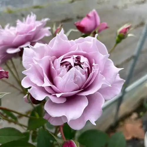 幻紫月季花苗新品大花多季节开耐热又梦幻蓝紫色抗病勤花直立性好