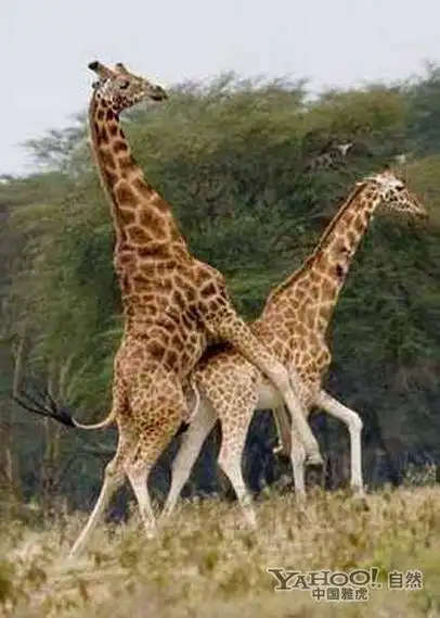 为了繁衍后代 动物世界千奇百怪的交配过程