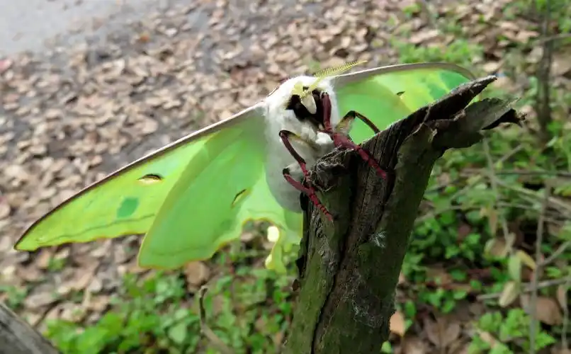 【原创】长尾水青蛾