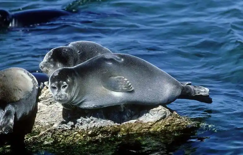 关于海洋馆明星动物的七个最常见认知,都是正确的吗?